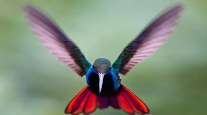 Bir sinek kuşu: Kara gerdanlı mango