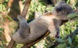 Koalalar 18 saate kadar uyayabilir