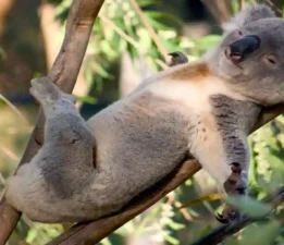 Koalalar 18 saate kadar uyayabilir