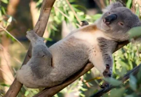 Koalalar 18 saate kadar uyayabilir