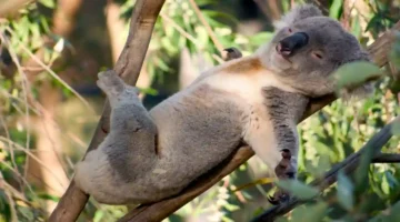 Koalalar 18 saate kadar uyayabilir