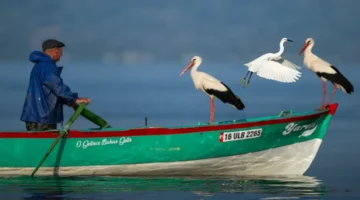 Balıkçı kayığı hayvanat bahçesi gibi