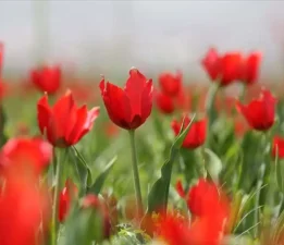 Muş lalesi