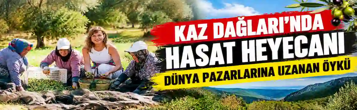 Nermin Hanım Zeytinliği, Kaz Dağları